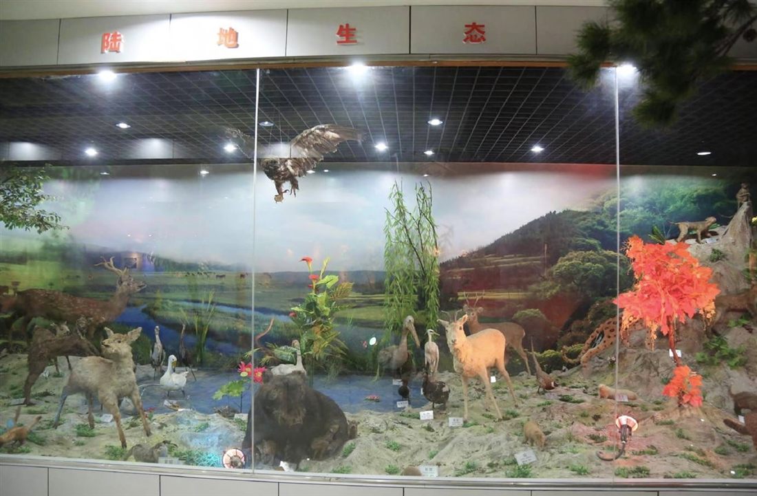 生命科学馆陆地生态展区